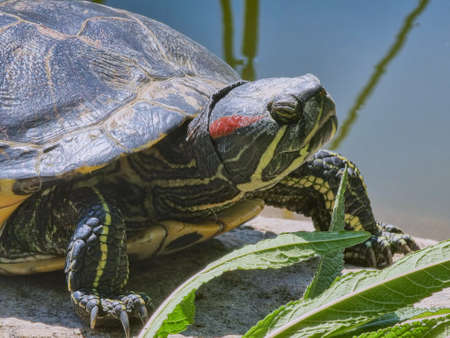 Red Ear Slider turtle - relaxing on a stone sunny weather.の写真素材