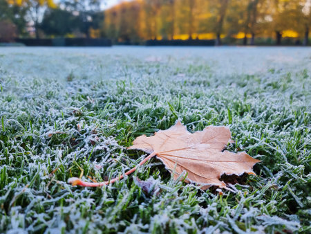 Frost on morning grass in Copenhagen park Scandinaviaの写真素材