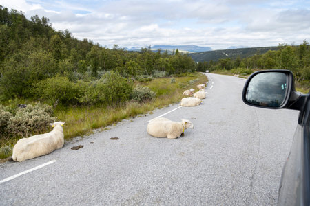 Sheeps on the asphalt of Norway - mirror of the carの写真素材