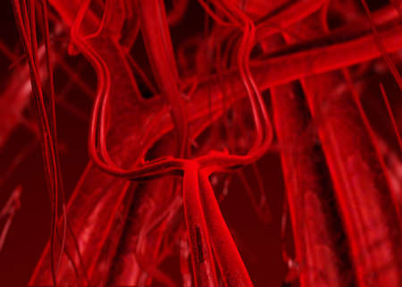 Blood arteries and veinsの写真素材