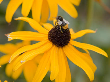 Yellow flowersの写真素材