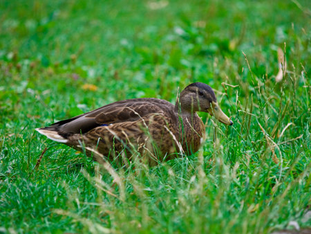 Duck in a parkの写真素材