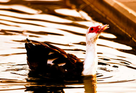 Duck in the water - posing. Close up.の写真素材
