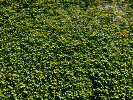 Wall all covered with green. Close up with details.の写真素材