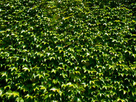 Wall all covered with green. Close up with details.