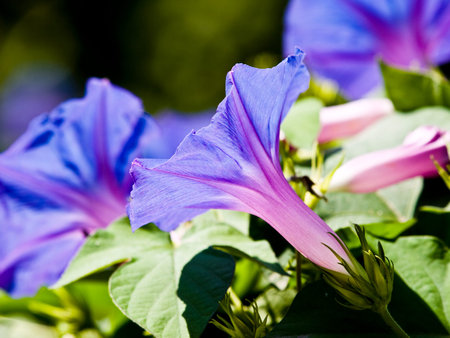 Close up detail of small flower over green background