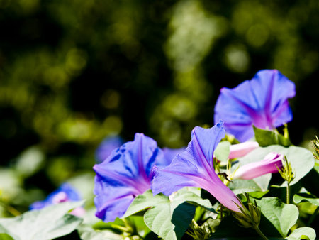 Close up detail of small flower over green backgroundの写真素材