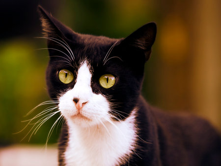 Cute cat is curiously looking and watching what is happeningの写真素材