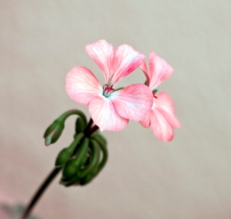 Close up of domestic rose flower with small petals