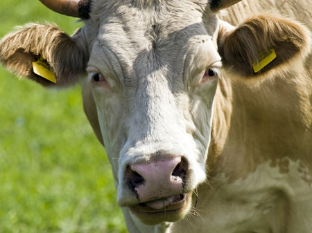 Cow is looking in front.