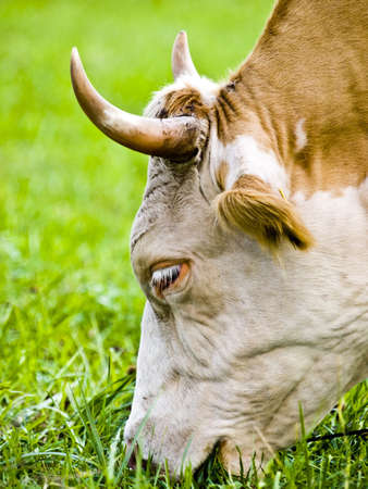 Cow is feeding on a green fieldの写真素材