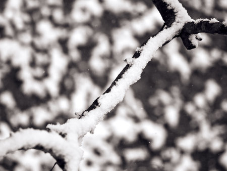 Snow on the branch at cold winter day