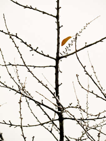Last leaf backlight and standing on the branch in the winter day lastの写真素材