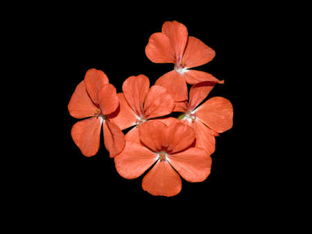 Small red flowers isolated on blackの写真素材