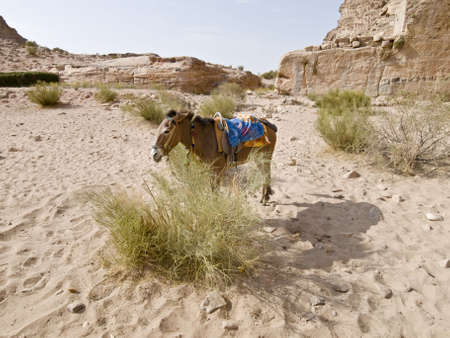 Bedouin donkey near Monastery in Petra, Jordanの写真素材