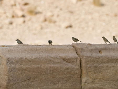 Small birds on the wall in Petra, Jordanの写真素材