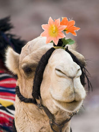 Close up of camel with flower in Petra, Jordanの写真素材
