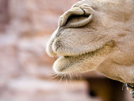 Close up of camel nose in Petra, Jordanの写真素材
