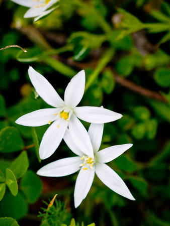 Small mediterranean spring flower in the field. Close up shot