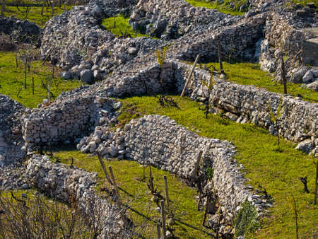 Traditional Mediterranean vineyards in the hillsの写真素材