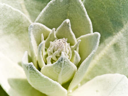 meadow flower in springtime - close up shootの写真素材