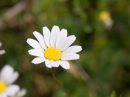 meadow flowers in springtime - close up shootの写真素材