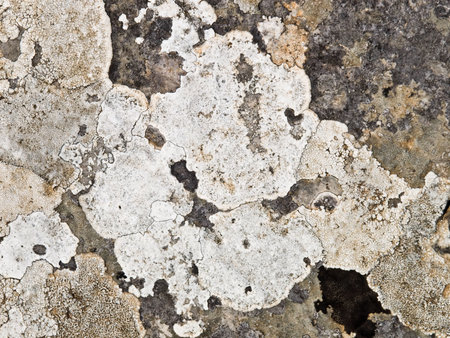 Tipical lichen in Peljesac area in Croatia, Europe on stone or rock.