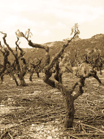 Traditional Mediterranean vineyards in the hills. Peljesac peninsula, Croatiaの写真素材