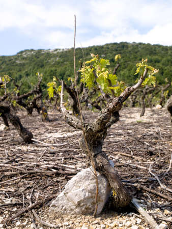 Traditional Mediterranean vineyards in the hills. Peljesac peninsula, Croatiaの写真素材