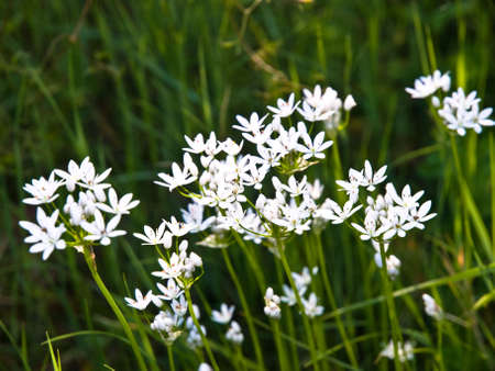 meadow flowers in springtime - close up shoot.の写真素材