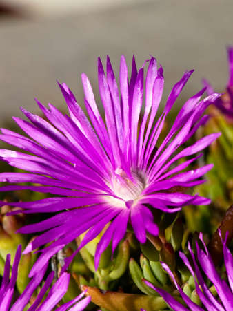 flowers in springtime - close up shoot.の写真素材
