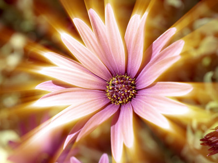 Garden flower in springtime - close up shoot with shine effectの写真素材