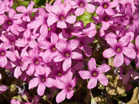 Garden flowers in springtime - close up shootの写真素材