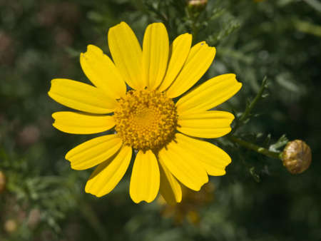 Garden flower in springtime - frontal close up shootの写真素材