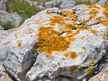 Lichen detail on the rockの写真素材