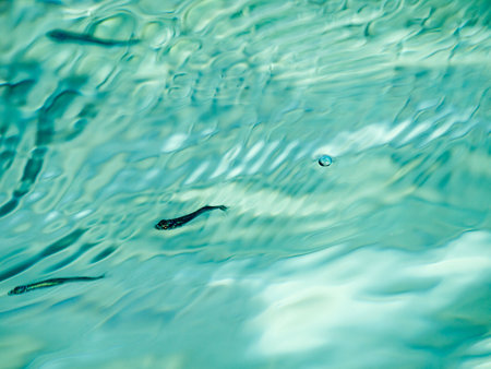 Sea background with small fishの写真素材