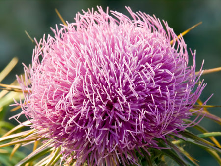 Spiky flower in a meadov. Mediterranean plant.の写真素材