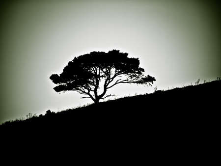 Alone tree in the backlight on a hillの写真素材