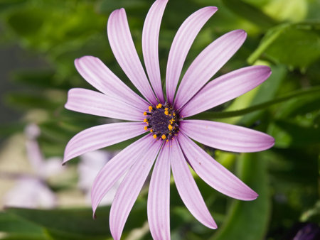 Small garden flower. Close up shot.の写真素材