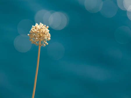 Mediterranean nature background with plant against the seaの写真素材