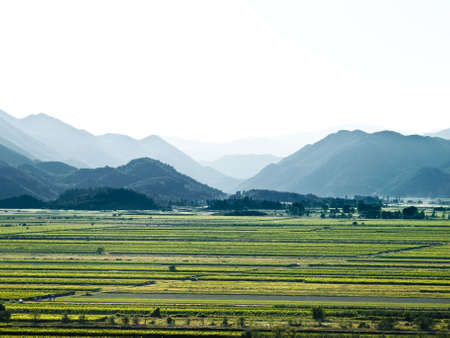 Green vineyards in Croatia, Europe. Summer time sunsetの写真素材