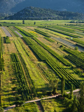 Green vineyards in Croatia, Europe. Summer time sunsetの写真素材