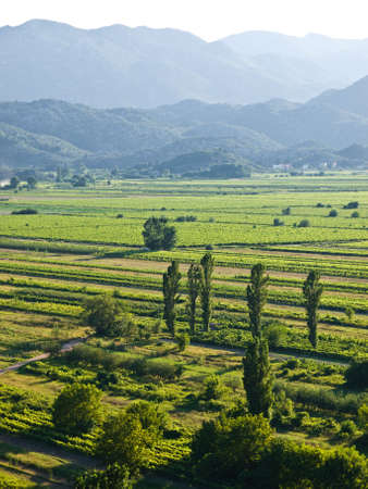 Green vineyards in Croatia, Europe. Summer time sunsetの写真素材