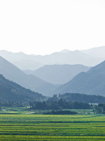 Green vineyards in Croatia, Europe. Summer time sunsetの写真素材