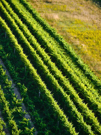 Green vineyards details in Croatia, Europe. Summer time sunsetの写真素材