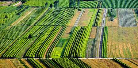 Green vineyards in Croatia, Europe. Summer time sunset. Banner formatの写真素材