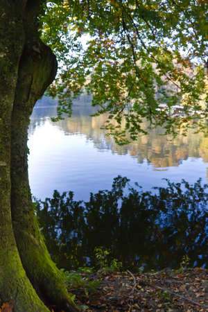 Forest detail in a park of castle Trakoscan, Croatia, Europeの写真素材