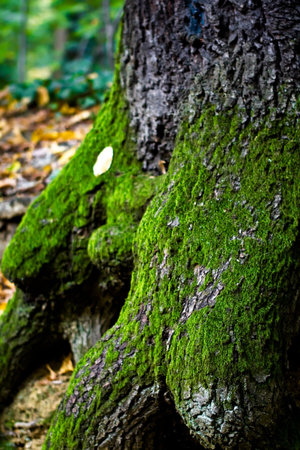 Root of a tree covered with moss and one leaf. High depth of fieldの写真素材