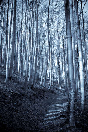 Path trough the trees in a forest at autumnの写真素材