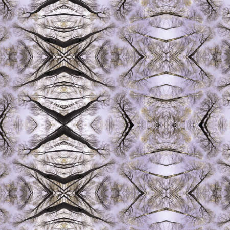 Kaleidoscope made of trees and tree trunks with digital effect added.の写真素材